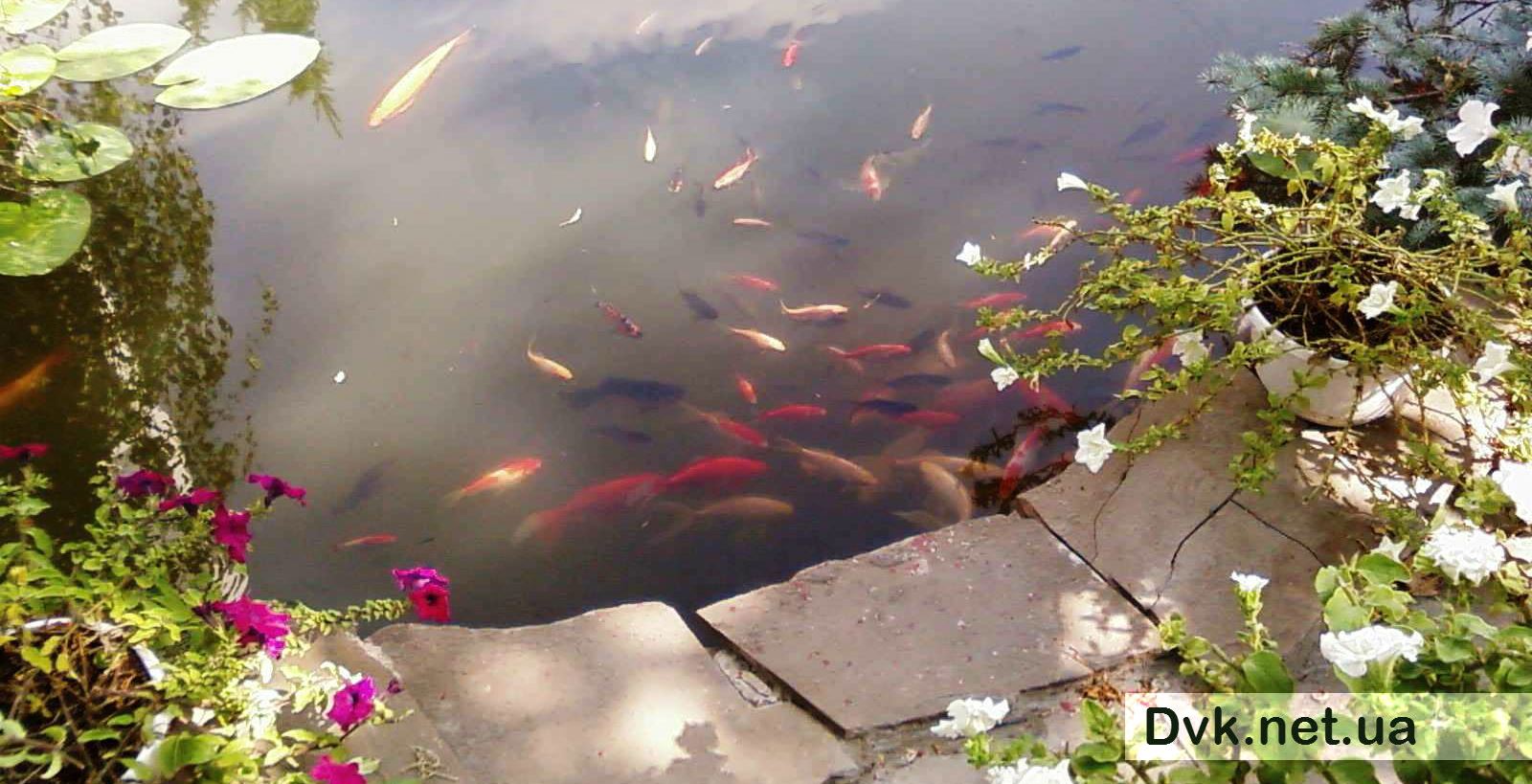 ������ ��� ����