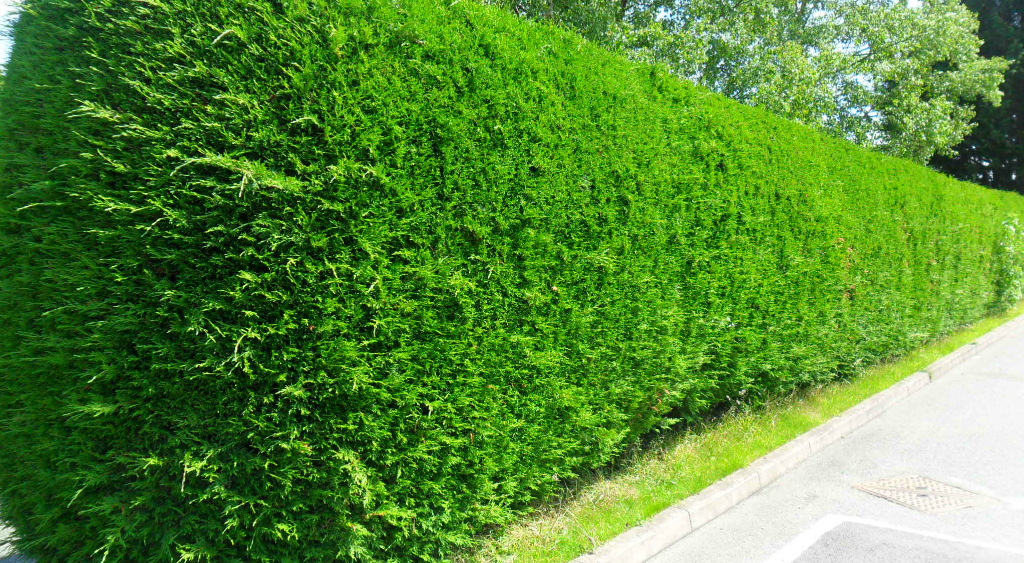 Creating hedges